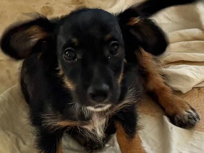 Chiens à adopter